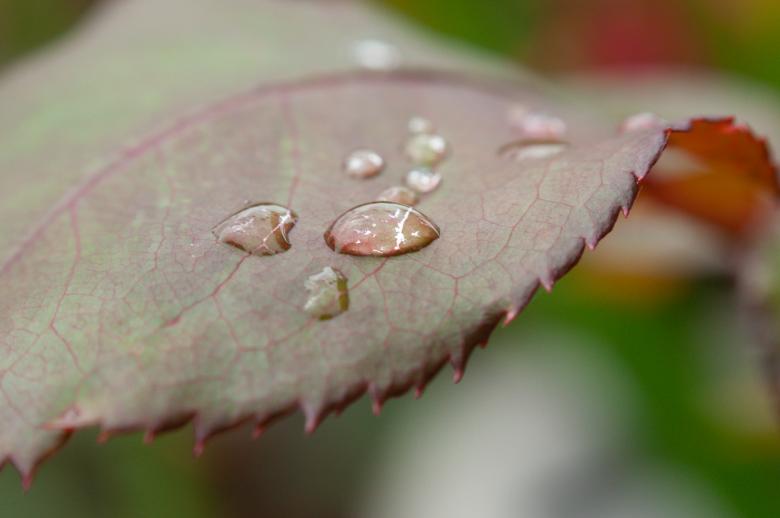 Free stock image of Dew Drops Photo created by Matt Bango