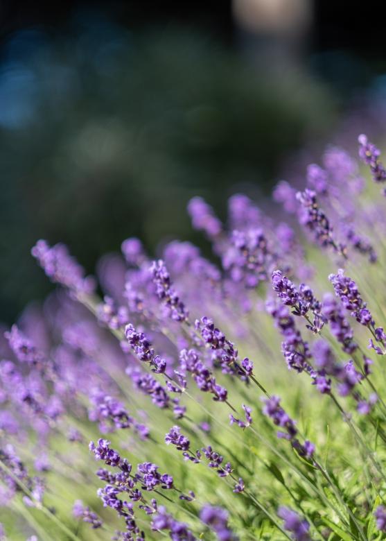Free stock image of Lavender Flower Photo created by Matt Bango