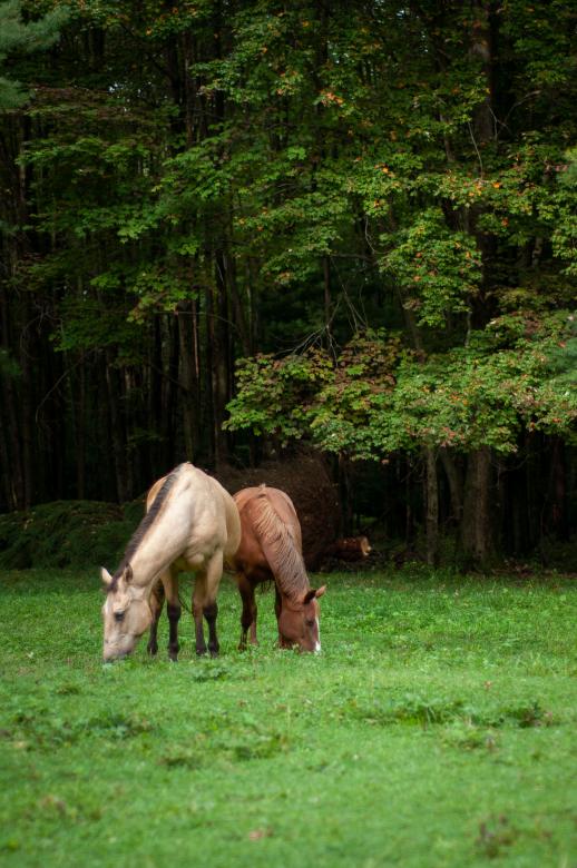 Free stock image of Horses Pasture Photo created by Matt Bango