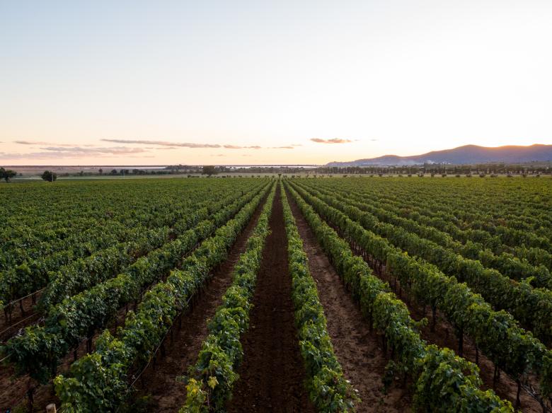 Free stock image of Wine Vineyard Photo created by Matt Bango