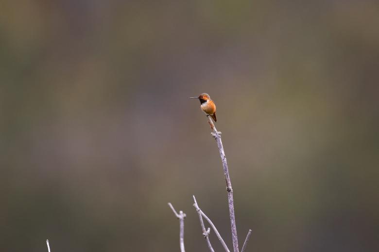 Free stock image of Hummingbird Nature Photo created by Matt Bango