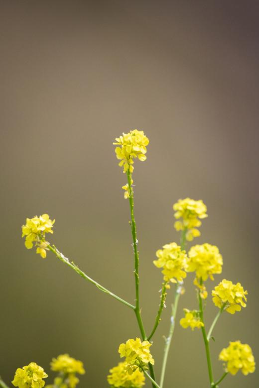 Free stock image of Yellow Flowers Photo created by Matt Bango