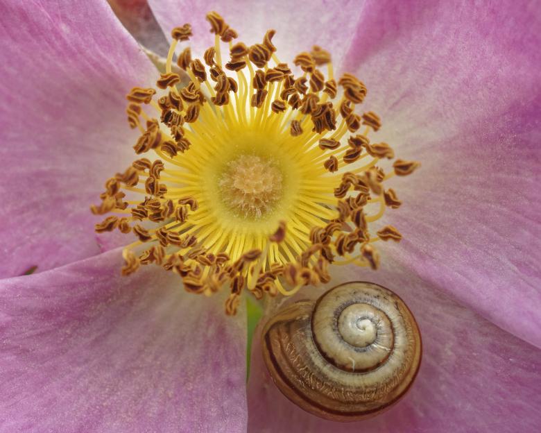 Free stock image of Snail on a rose created by Geoffrey Whiteway