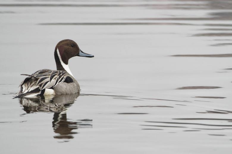Free stock image of Northern pintail male created by Geoffrey Whiteway
