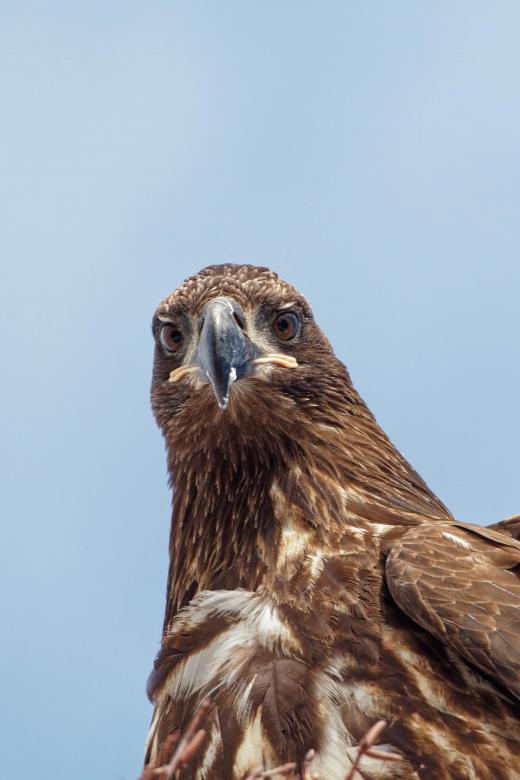 Free stock image of Bald Eagle created by Geoffrey Whiteway