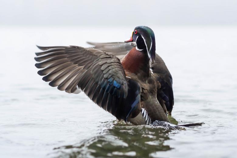 Free stock image of Wood Duck created by Geoffrey Whiteway