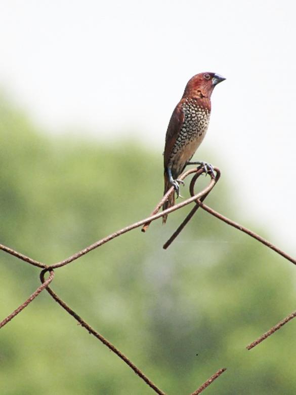 Free stock image of scaly breasted munia created by sylvester alphonso