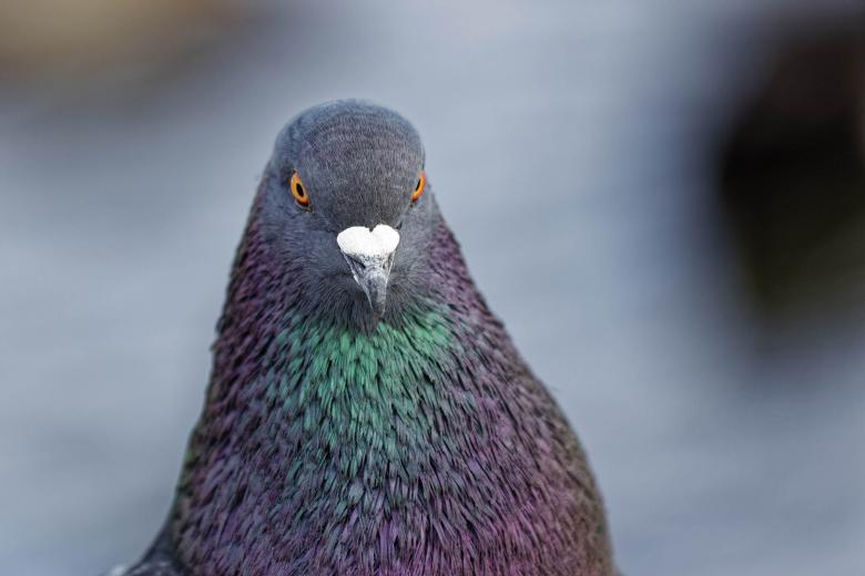 Free stock image of Feral Pigeon created by Geoffrey Whiteway