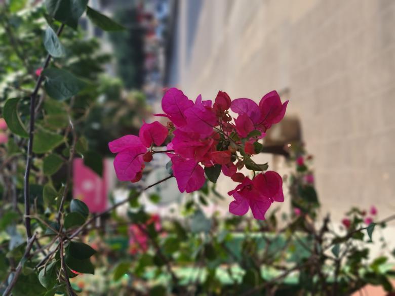 Free stock image of Flower  created by MAHBUB MORSHED BHUYAN