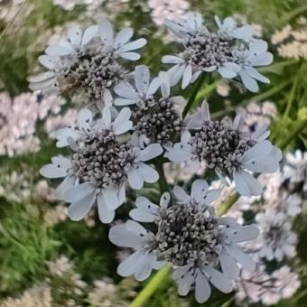 Coriander Flower  - Free Stock Photo