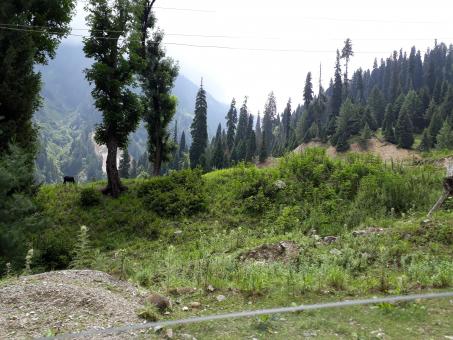 Lolab valley forest - Free Stock Photo