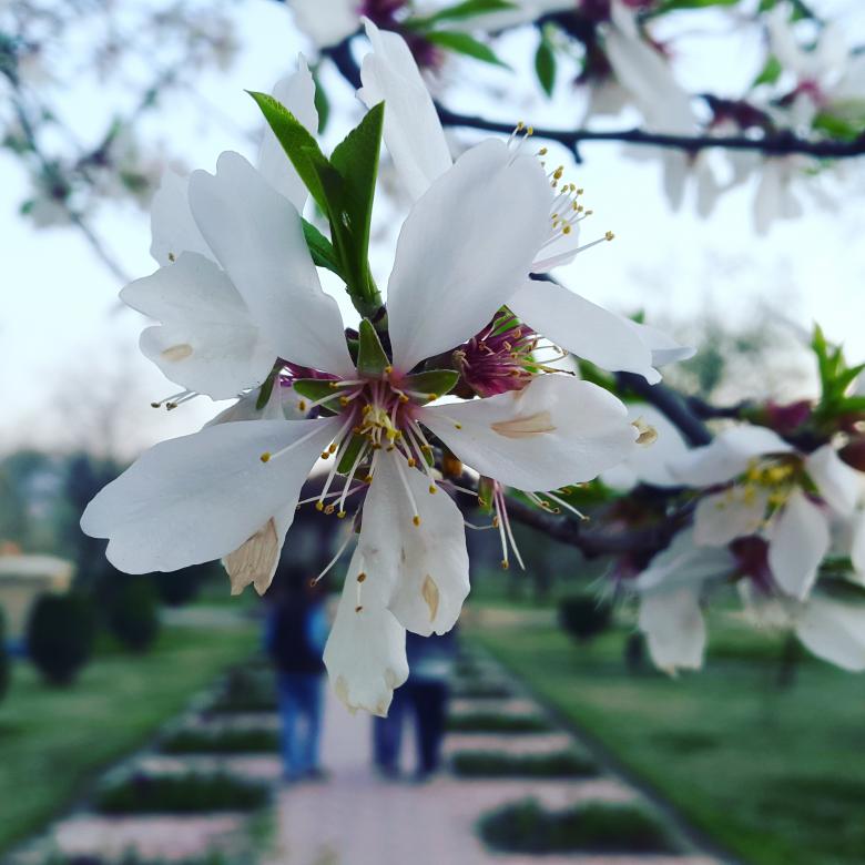 Free stock image of Almond tree blossoming created by Niaz Ahmed
