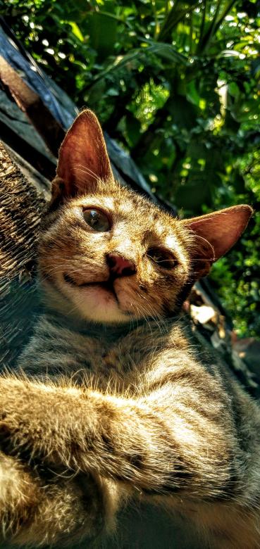 Free stock image of Cat created by Ajit velip