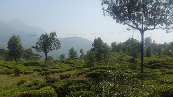 Kerela Tea valley - Free Stock Photo
