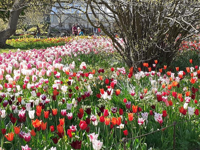 Free stock image of Flowers, garden, beauty created by Zeeshan Haider