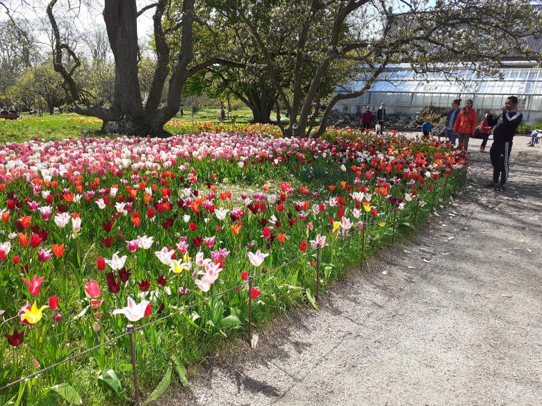 Free stock image of Flowers, garden, beauty created by Zeeshan Haider