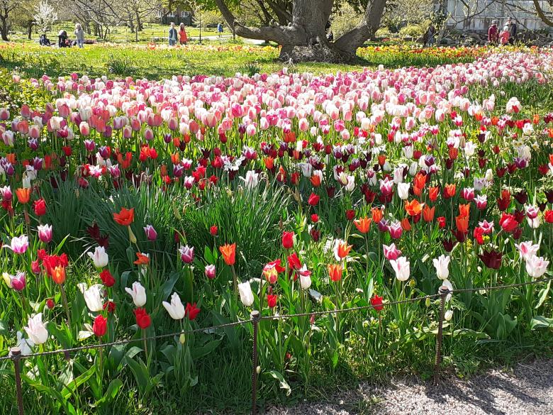 Free stock image of Flowers, garden, beauty created by Zeeshan Haider