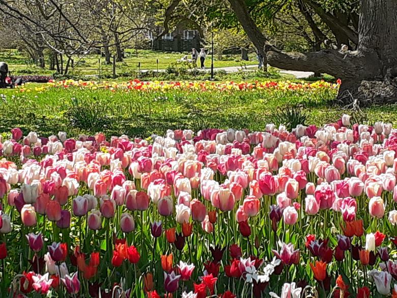 Free stock image of Flowers, garden, beauty created by Zeeshan Haider