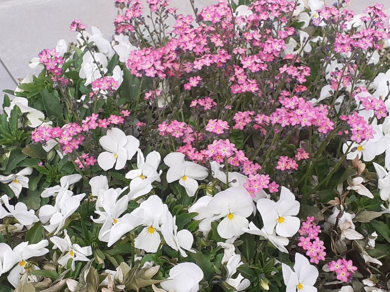 Free stock image of Flowers created by Zeeshan Haider