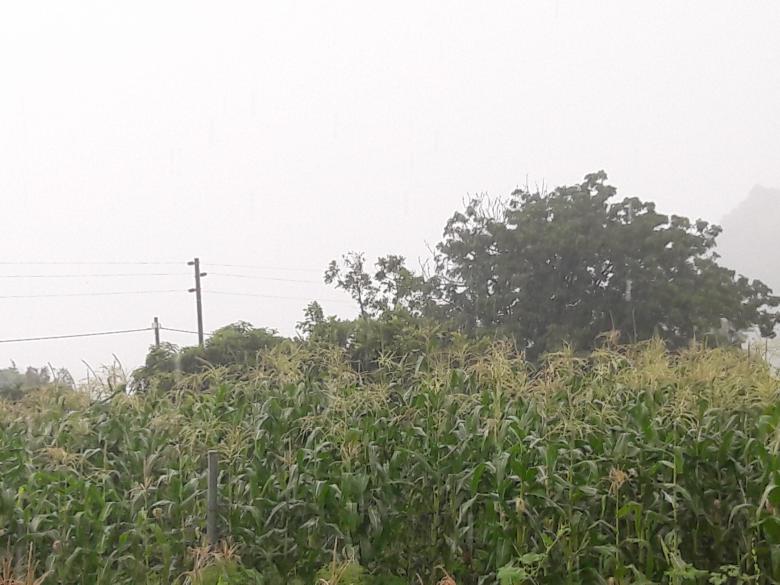 Free stock image of Corn farm created by Mulaudzi E