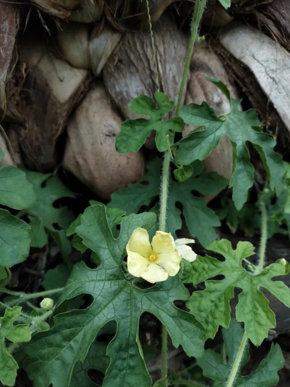 Free stock image of Bitter gourd's flower created by Kalaivani
