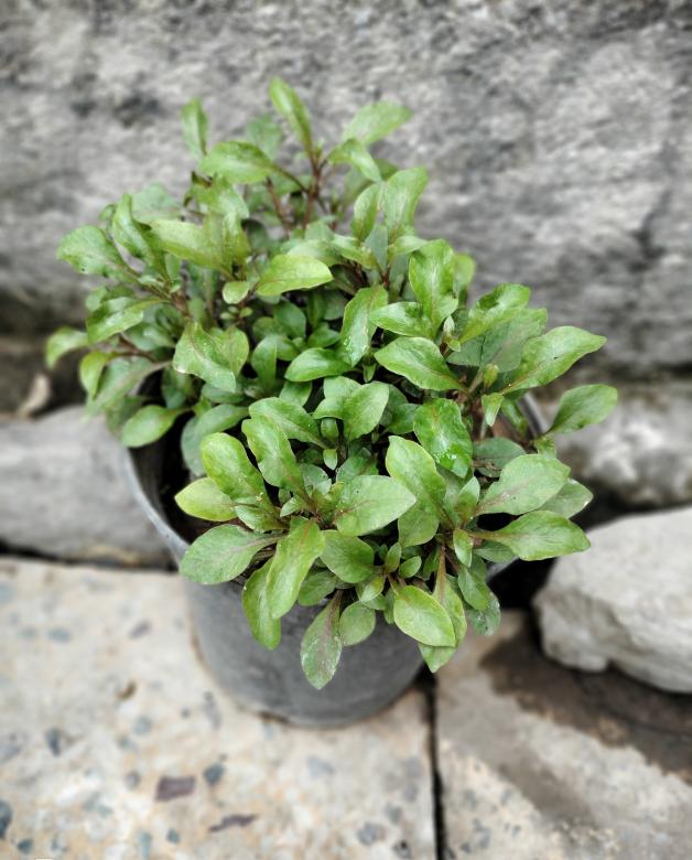 Free stock image of Spinach created by Kalaivani