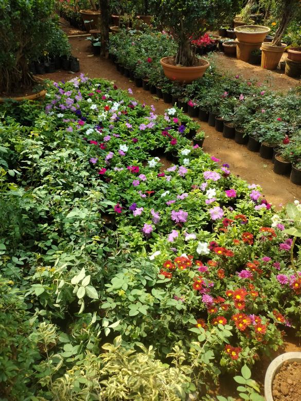 Free stock image of Garden created by Kalaivani