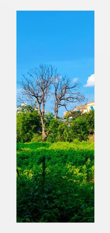 Free stock image of A deciduous tree surrounded by greenery created by Mudumba Hitesh Kumar