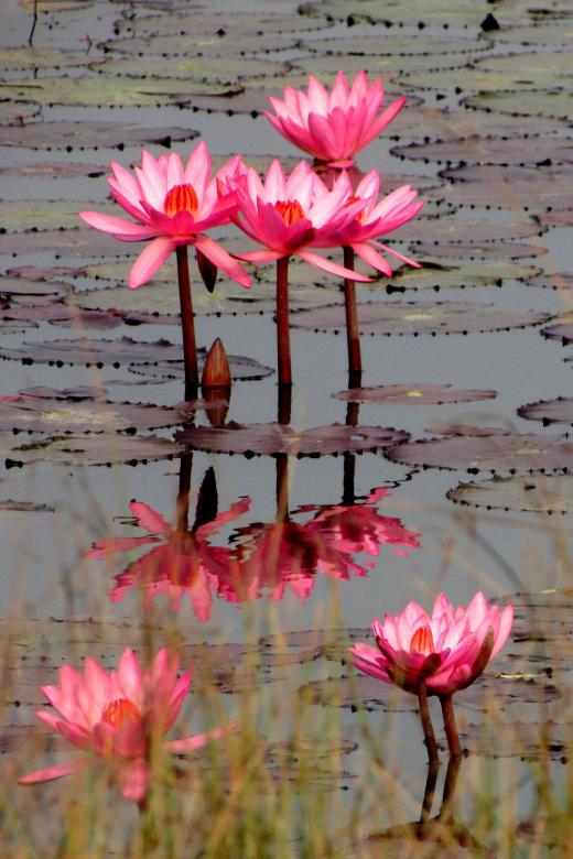 Free stock image of lily flowers created by MUKTINAVA CHOWDHURY
