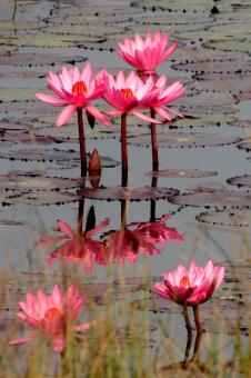 lily flowers - Free Stock Photo