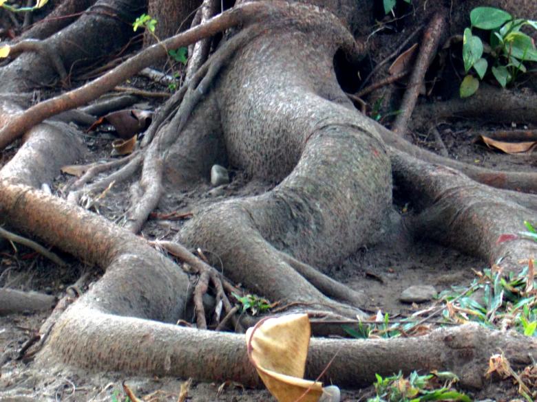Free stock image of Tree roots created by MUKTINAVA CHOWDHURY