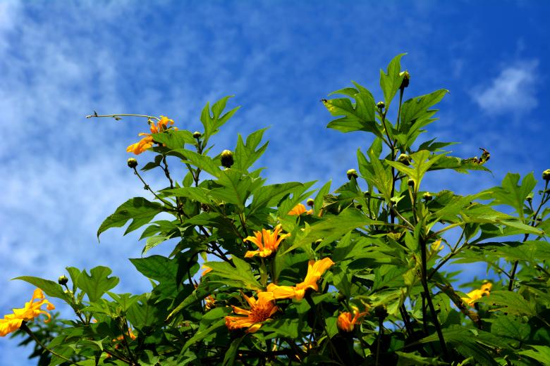 Free stock image of Flowering tree created by MUKTINAVA CHOWDHURY