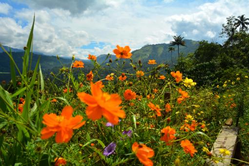 flower garden - Free Stock Photo