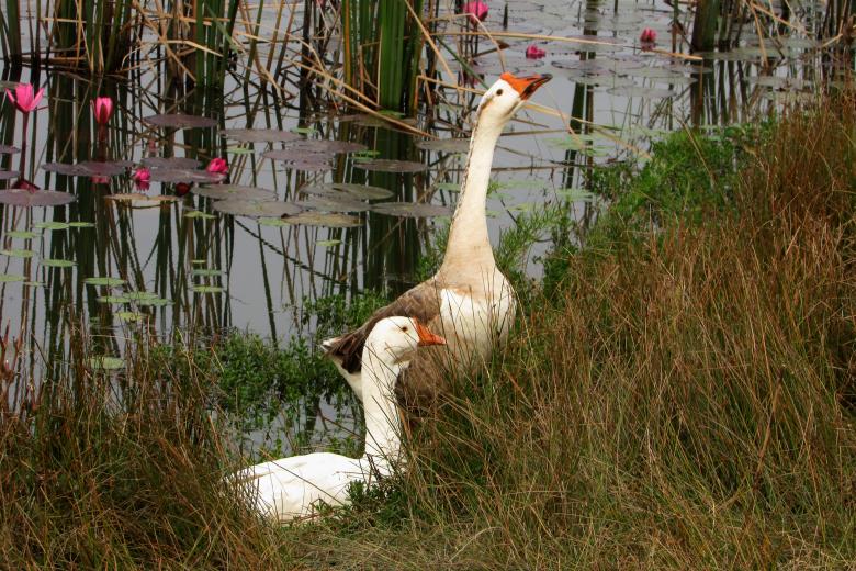 Free stock image of Geese created by MUKTINAVA CHOWDHURY