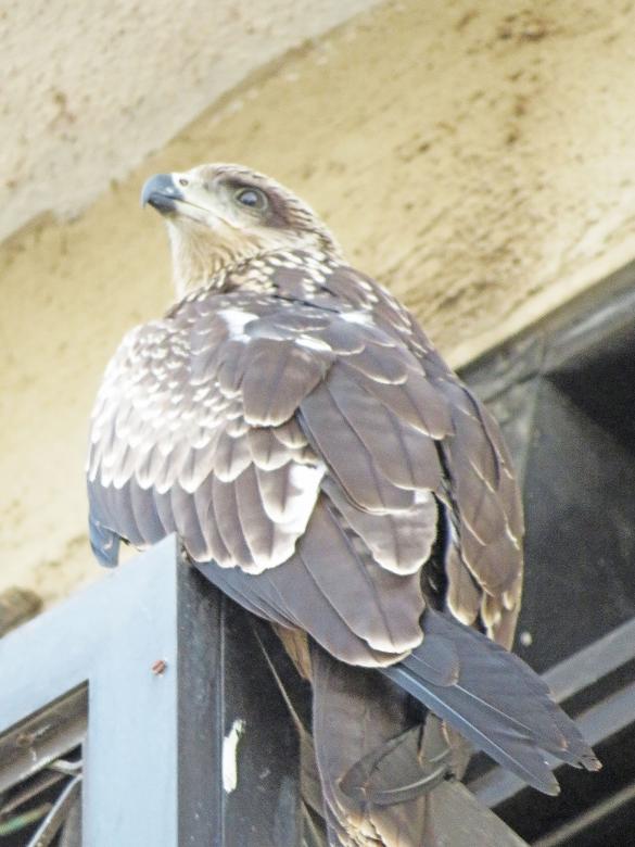Free stock image of Black eared kite created by sylvester alphonso