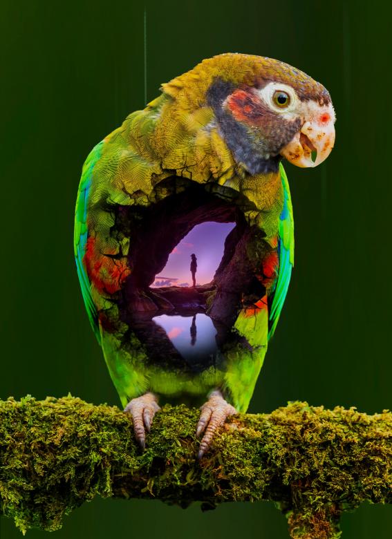 Free stock image of Double Exposure of parrot  created by tanvdesign