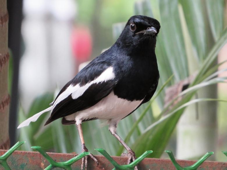 Free stock image of oriental magpie robin created by sylvester alphonso