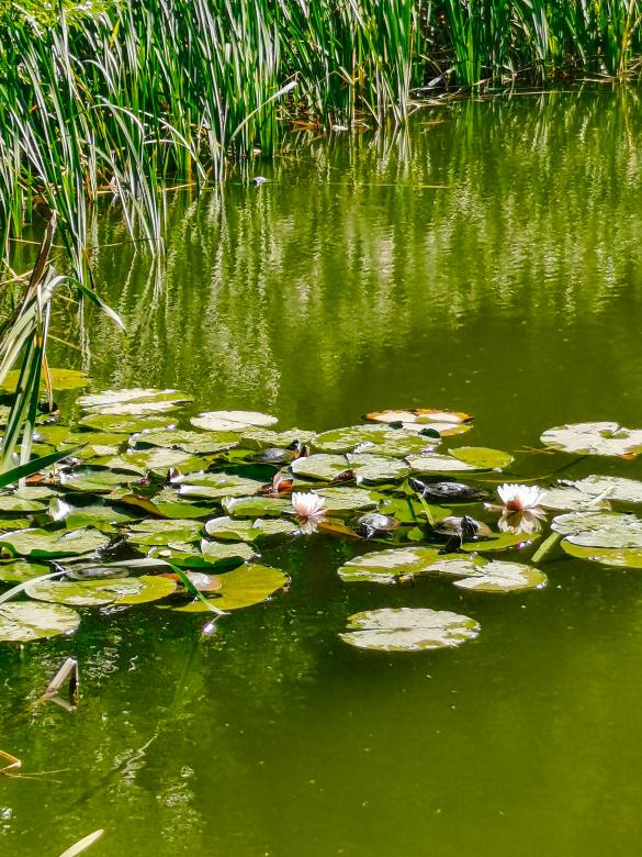 Free stock image of turtles, water lily created by Sergey Kozyrenko