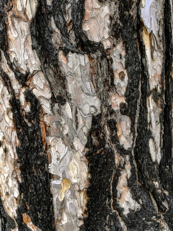 Free stock image of Close up tree bark created by Sergey Kozyrenko