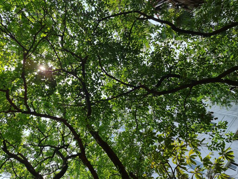 Free stock image of Tree for life created by MAHBUB MORSHED BHUYAN