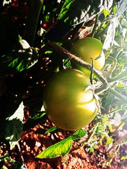Natural tomato - Free Stock Photo