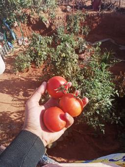 red tomatoes - Free Stock Photo