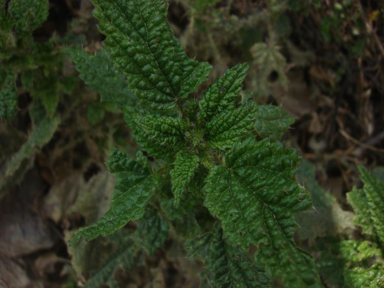 Free stock image of Nettle grass created by Rameshwore Shrestha