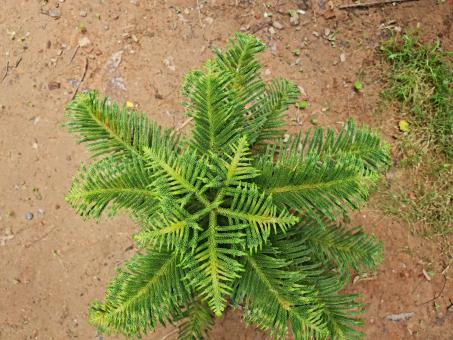 Cris mas tree from upper view  - Free Stock Photo