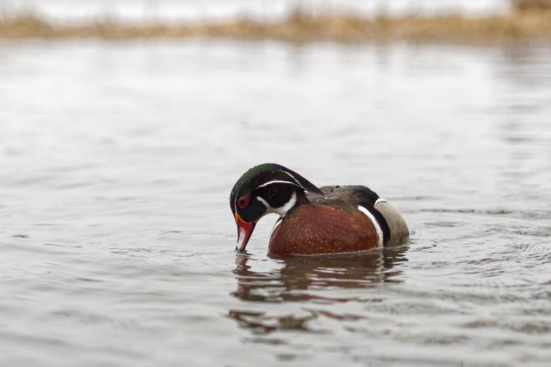 Free stock image of Male Wood Duck created by Geoffrey Whiteway