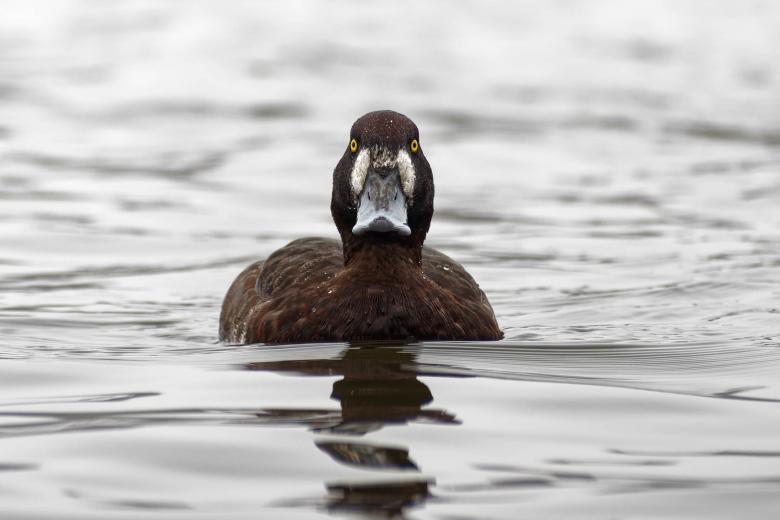 Free stock image of Female Scaup created by Geoffrey Whiteway