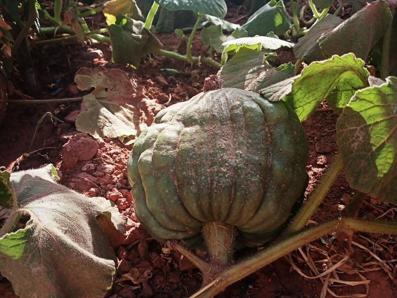 Free stock image of Squash created by snaike