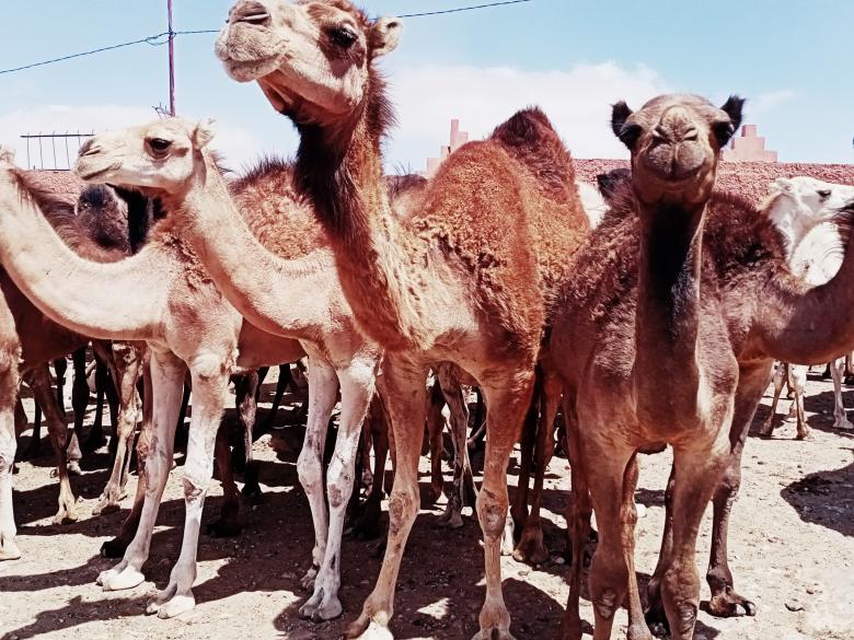 Free stock image of Camels at market created by snaike