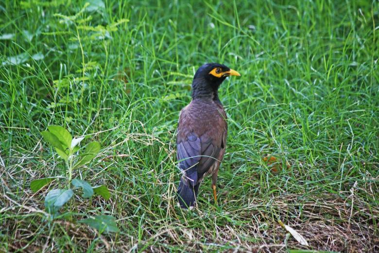 Free stock image of common myna created by sylvester alphonso