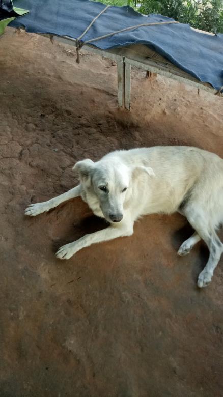 Free stock image of White dog created by Rameshwore Shrestha